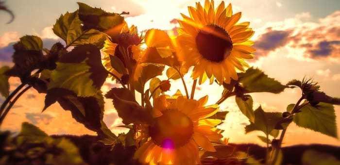 Sunflowers in golden sunset light